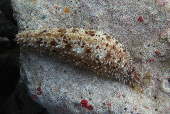  Holothuria pardalis (Leopard Sea Cucumber)